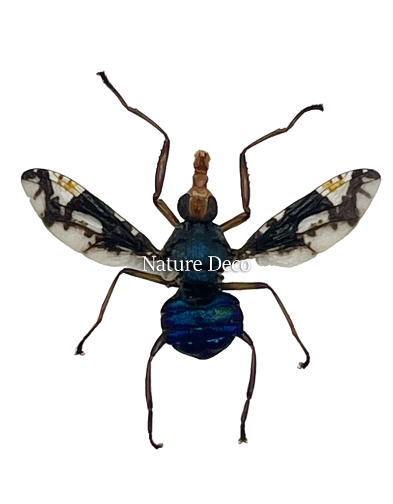 . Unmounted / dried Diptera sp.