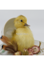 . Duckling in teacup #1 15 x 16 cm