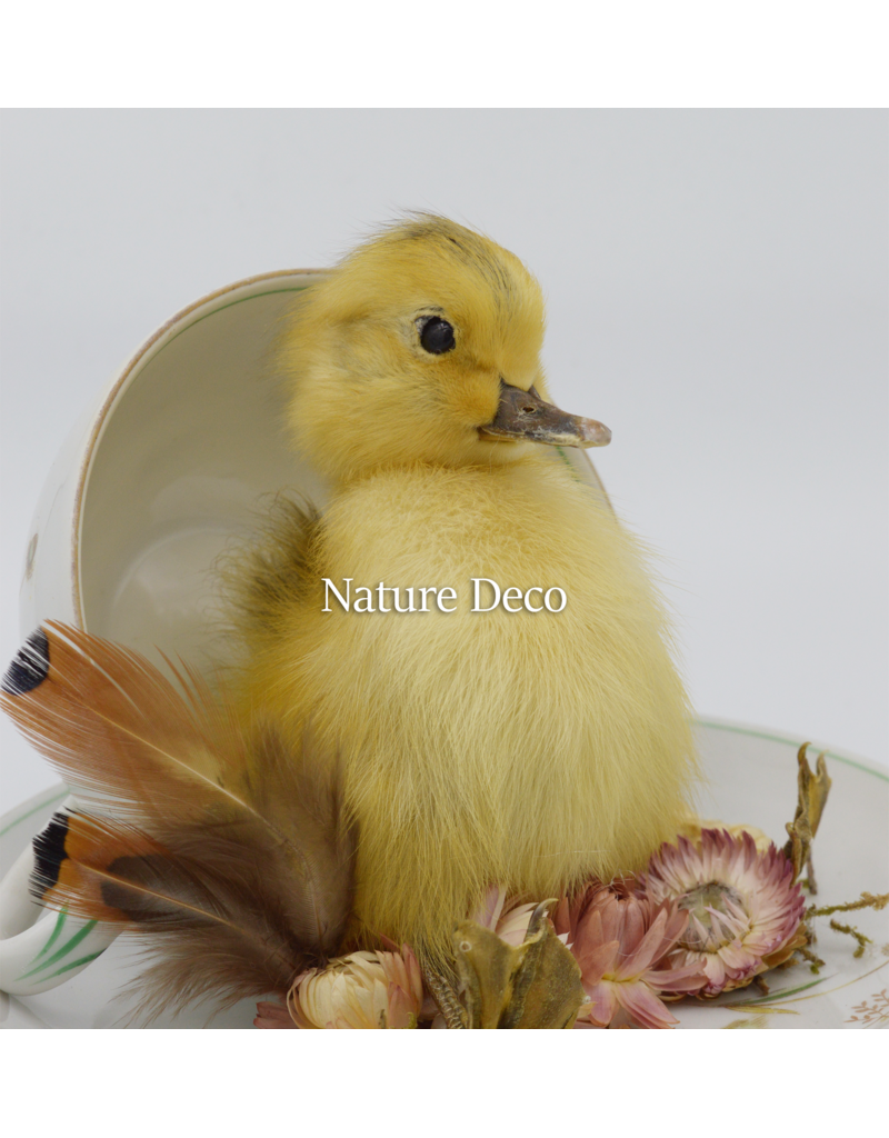 . Duckling in teacup #1 15 x 16 cm