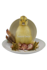 . Duckling in teacup #1 15 x 16 cm