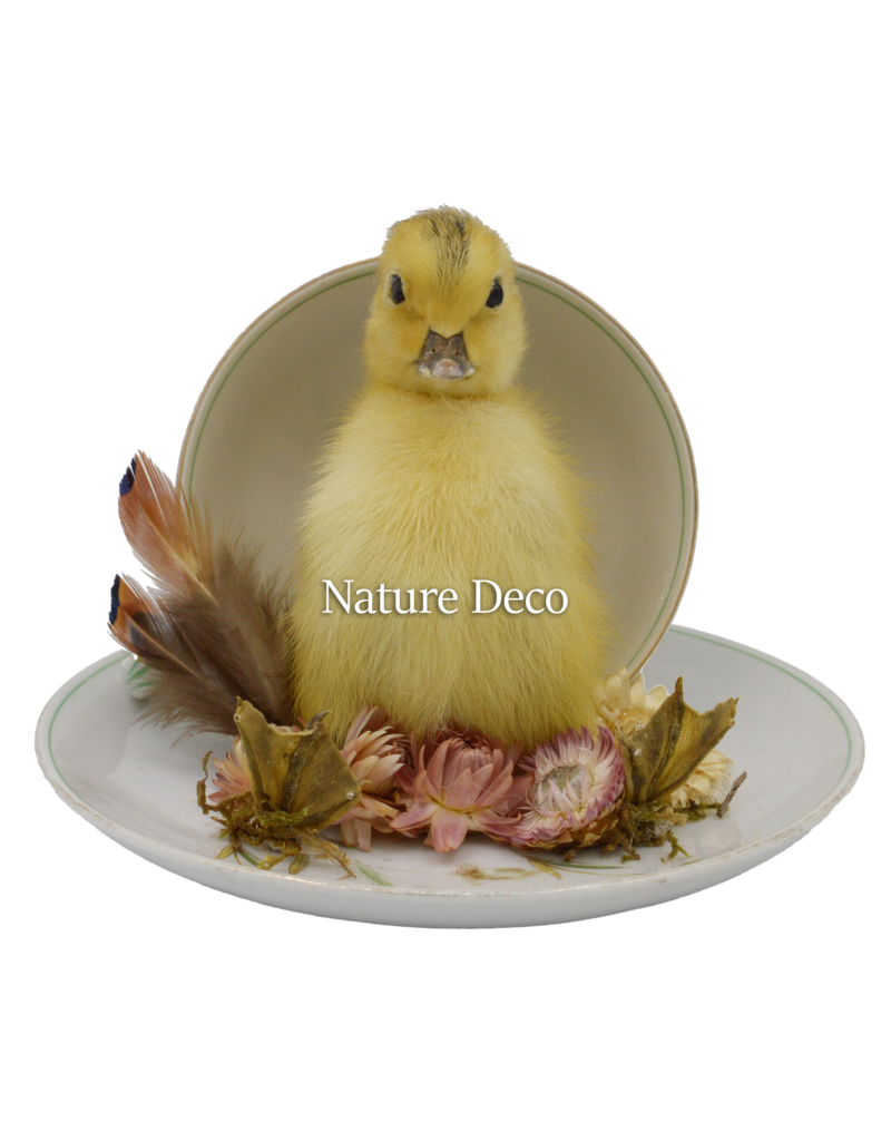 . Duckling in teacup #1 15 x 16 cm