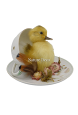 . Duckling in teacup #1 15 x 16 cm