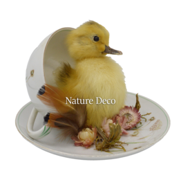 . Duckling in teacup #1