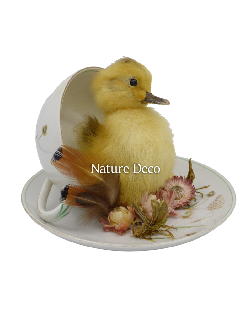 . Duckling in teacup #1 15 x 16 cm