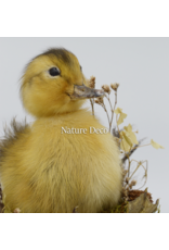 . Duckling in teacup #2 14 x 14 x 16 cm