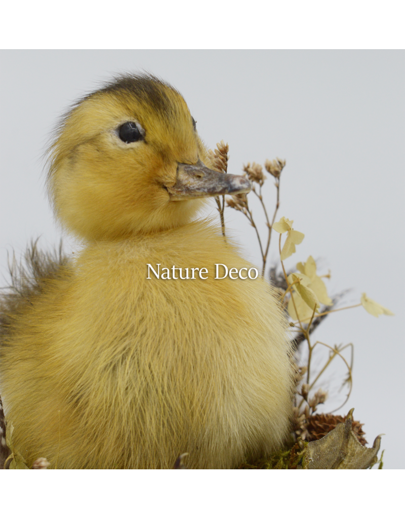 . Duckling in teacup #2 14 x 14 x 16 cm