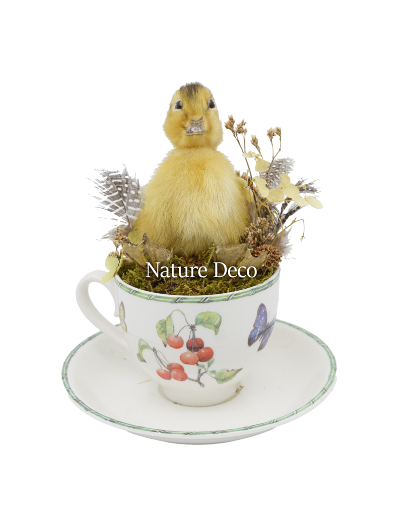 . Duckling in teacup #2 14 x 14 x 16 cm