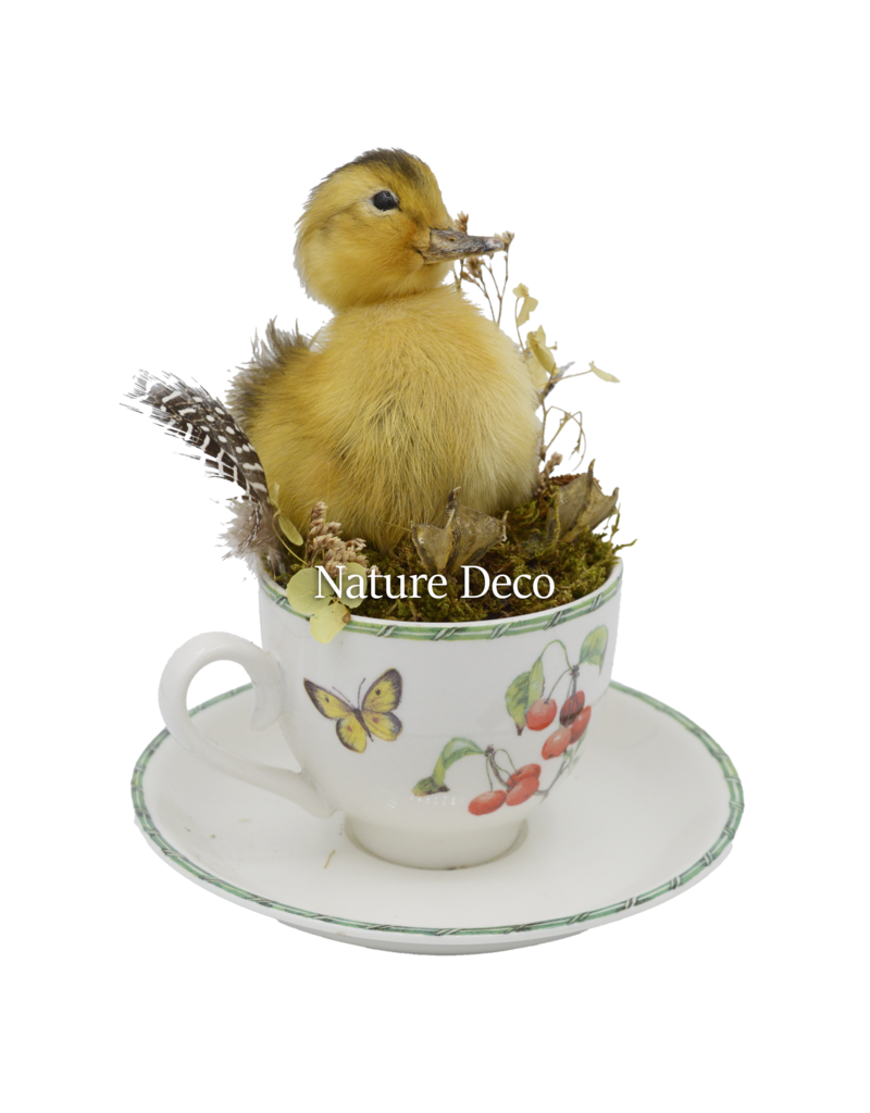 . Duckling in teacup #2 14 x 14 x 16 cm