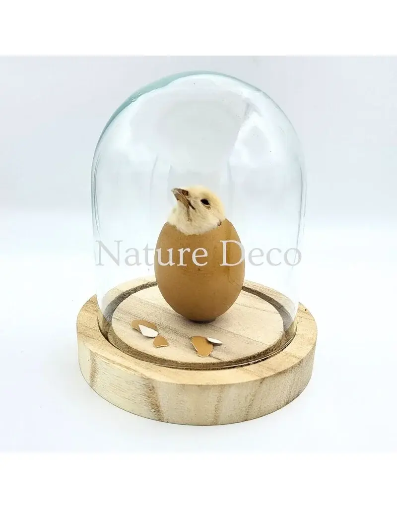 . Chicken chick in LED glass dome #2 (12cm x 14cm)