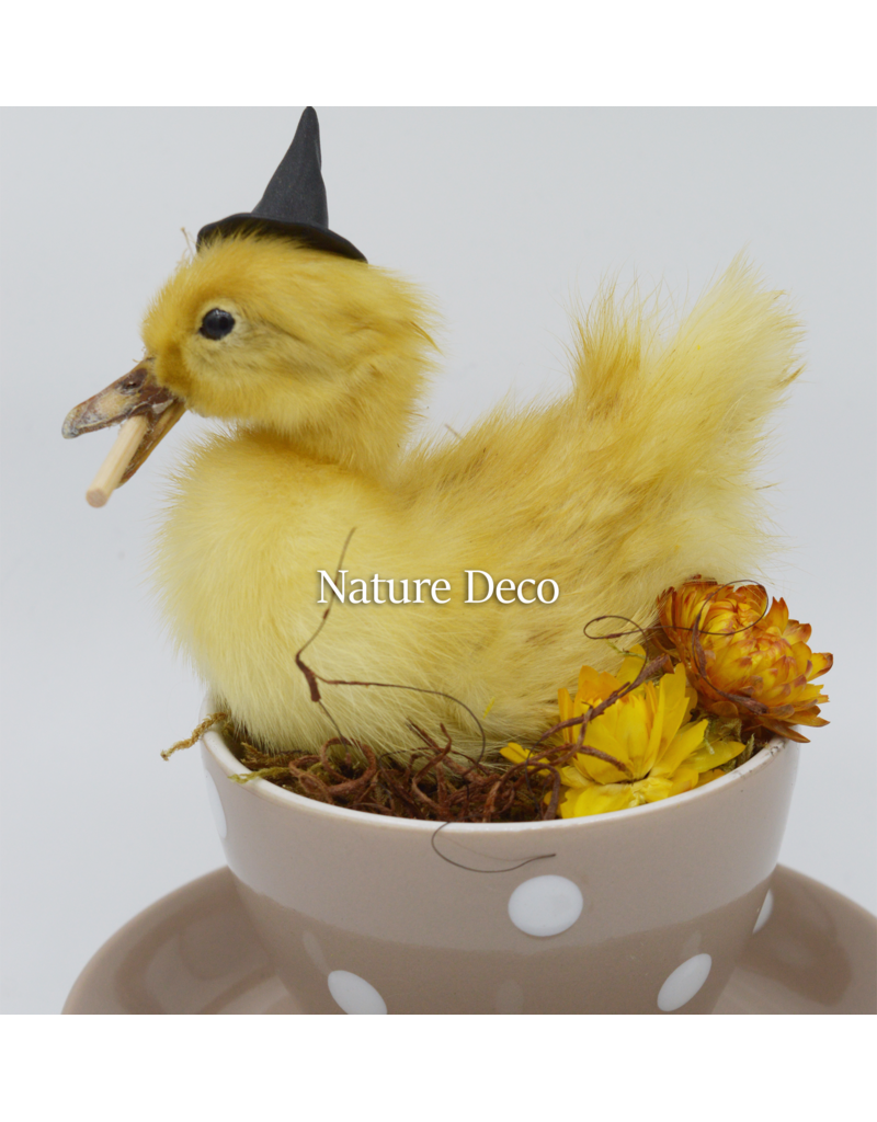 . Duckling in teacup #3 16 x 16 x 13 cm