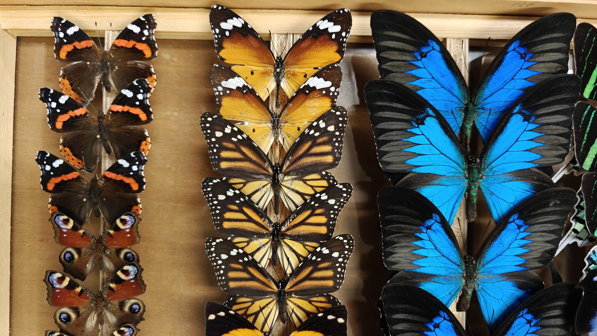 Vrije keus vlinders Nature Deco