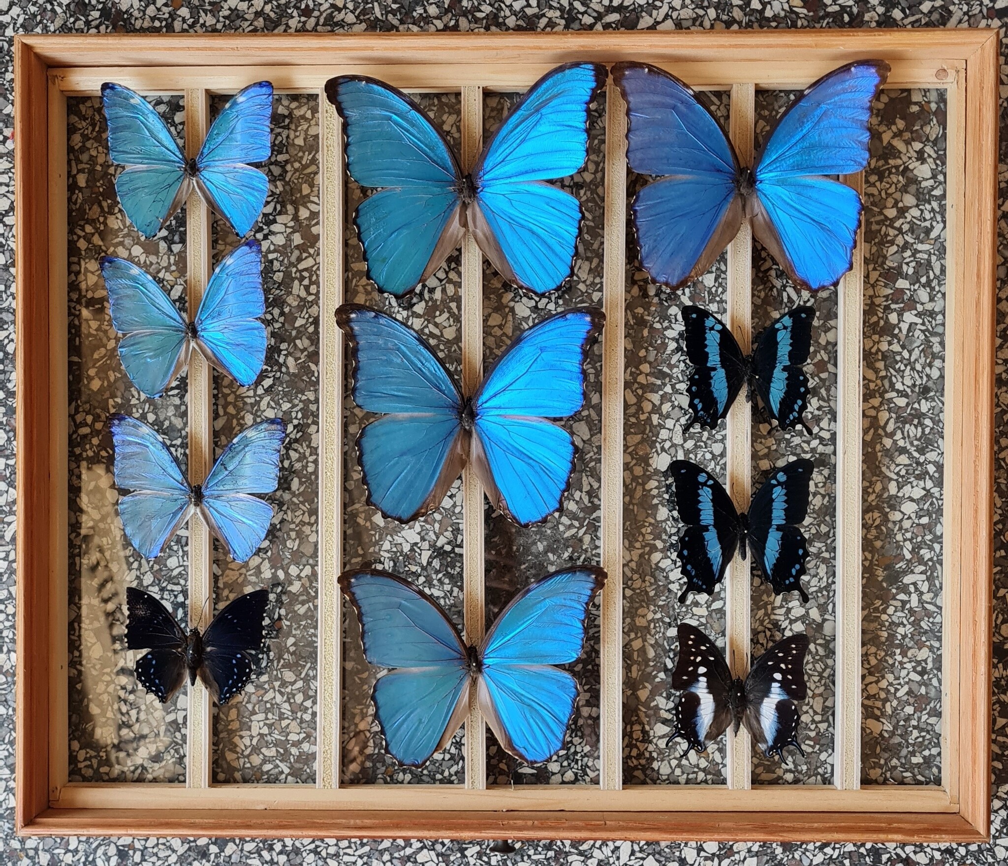 Nature Deco blauwe vlinders