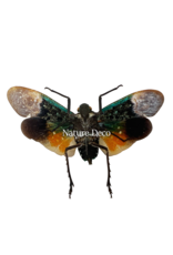. Penthicodes farinosa borneo Malinau N. Kalimantan (lanternfly)
