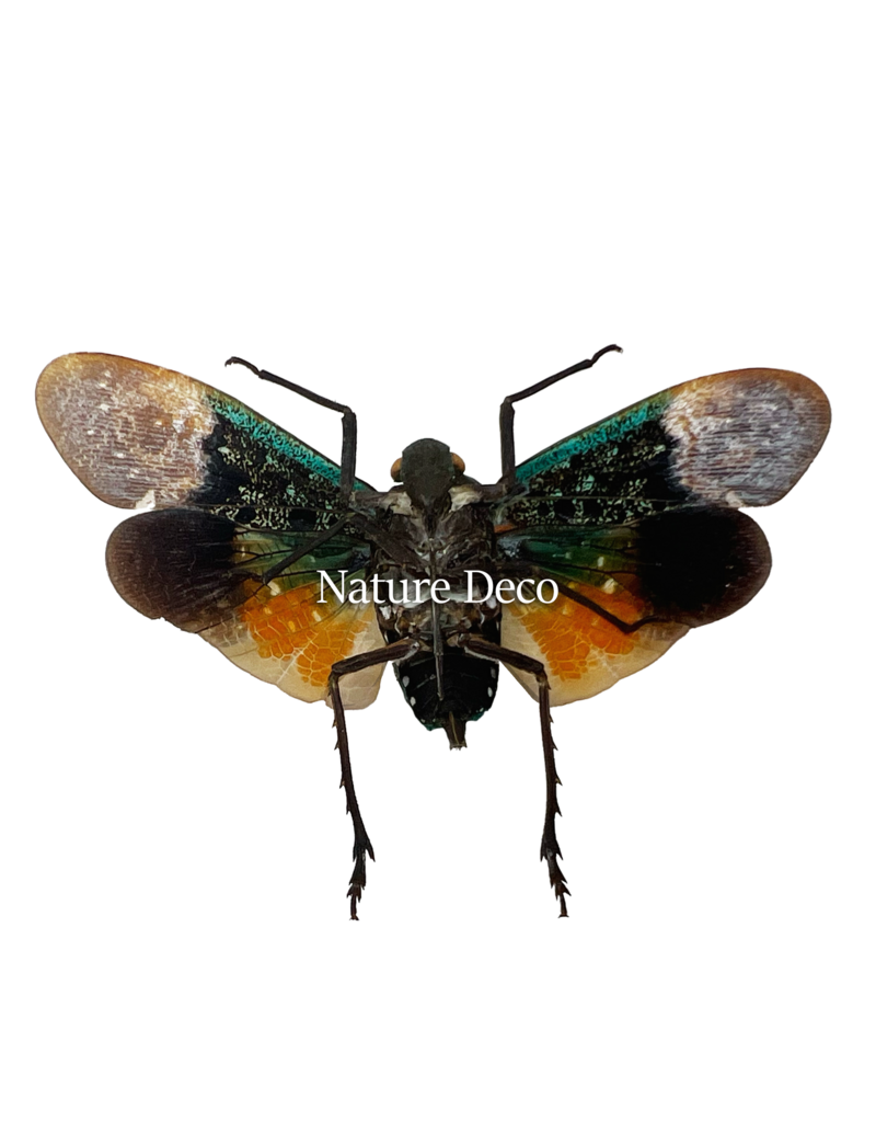 . Penthicodes farinosa borneo Malinau N. Kalimantan (lanternfly)