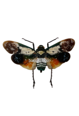 . Penthicodes farinosa borneo Malinau N. Kalimantan (lanternfly)