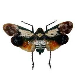 . Penthicodes Farinosa Borneo (lanternfly)