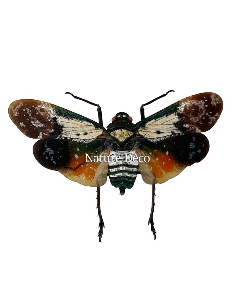 . Penthicodes farinosa borneo Malinau N. Kalimantan (lanternfly)