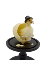 Nature Deco Meneer eend in zwarte stolp op voet Ø17cm x 40cm