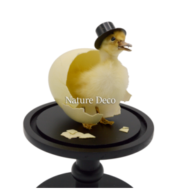 Nature Deco Mr. Duck under a black glass dome on a pedestal