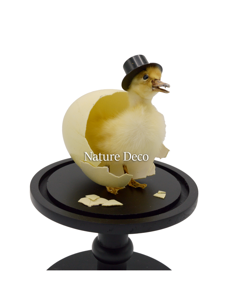 Nature Deco Meneer eend in zwarte stolp op voet Ø17cm x 40cm