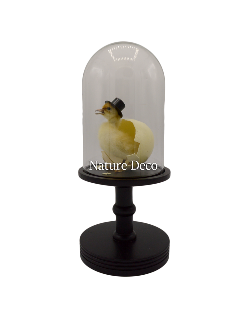 Nature Deco Mr. Duck under a black glass dome on a pedestal Ø17cm x 40cm
