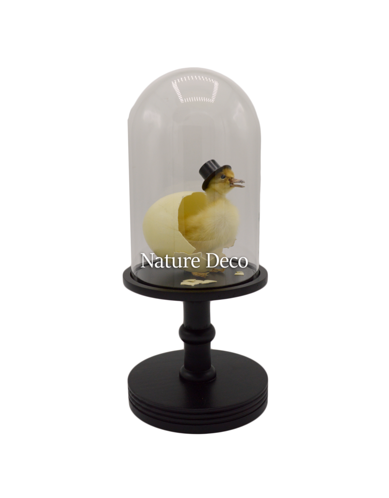 Nature Deco Mr. Duck under a black glass dome on a pedestal Ø17cm x 40cm