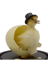 Nature Deco Mr. Duck under a black glass dome on a pedestal Ø17cm x 40cm