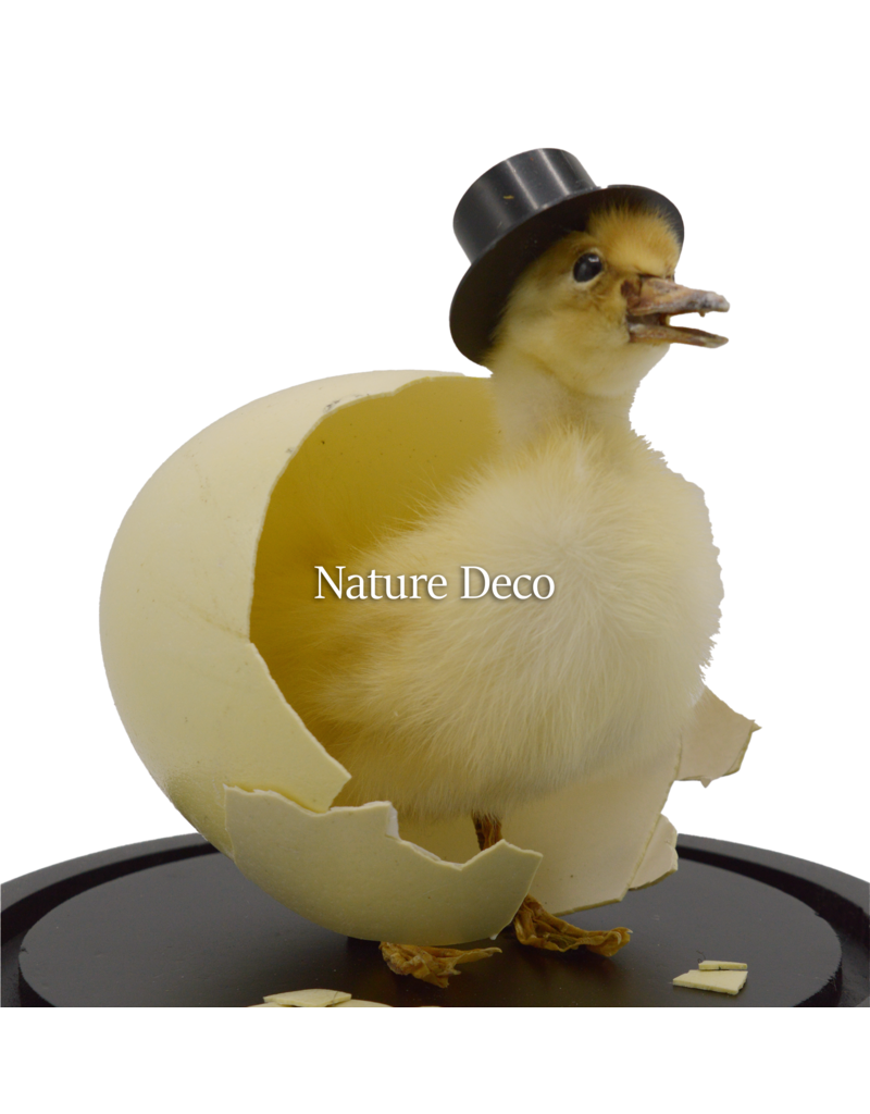 Nature Deco Meneer eend in zwarte stolp op voet Ø17cm x 40cm