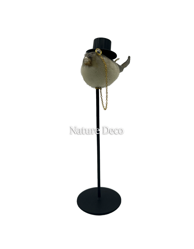 Nature Deco  Meneer puffer vis op voet