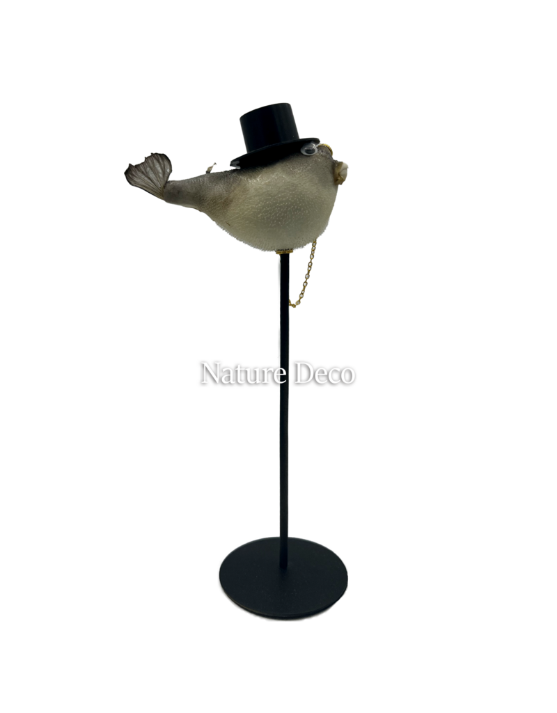 Nature Deco  Meneer puffer vis op voet