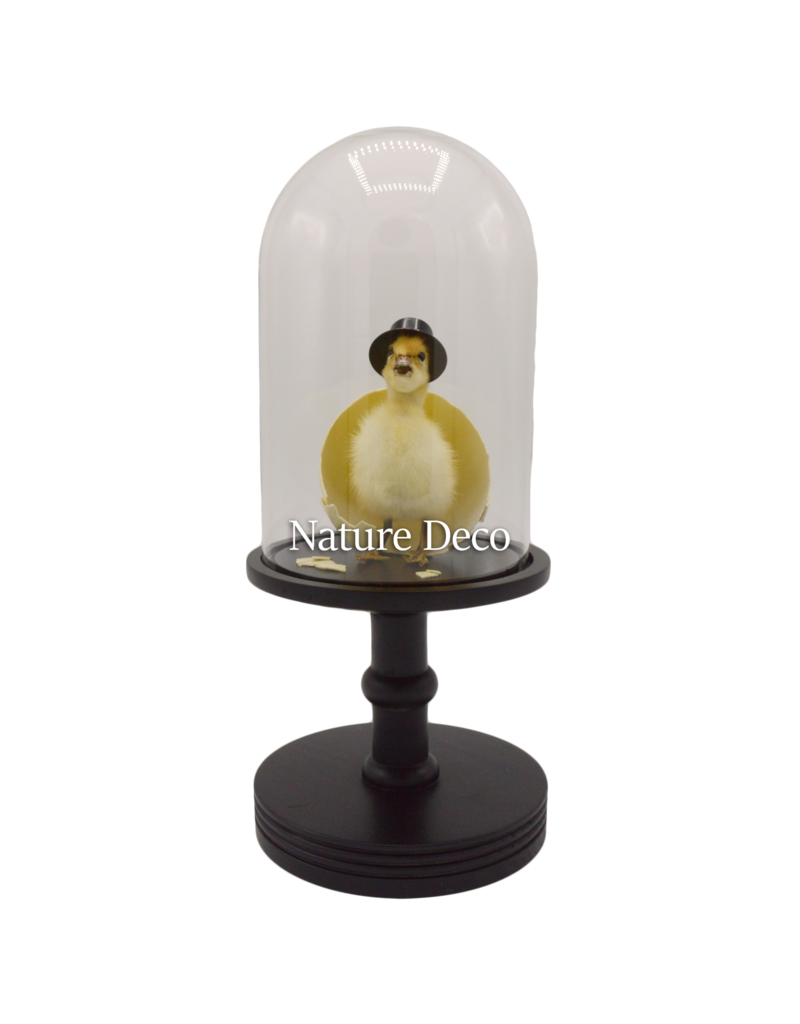 Nature Deco Mr. Duck under a black glass dome on a pedestal Ø17cm x 40cm