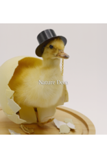 Nature Deco Meneer eend in blanco stolp op voet Ø17cm x 40cm