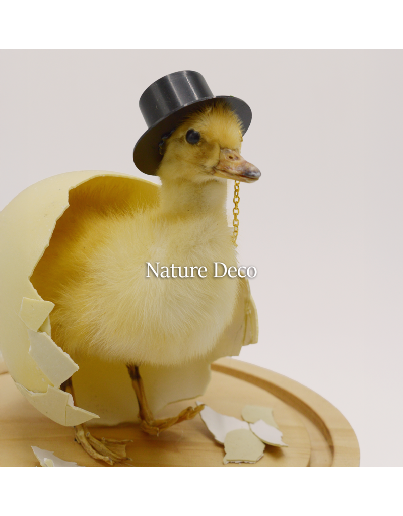 Nature Deco Mister Duck in a blank dome on a stand Ø17cm x 40cm