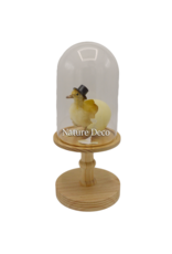 Nature Deco Mister Duck in a blank dome on a stand Ø17cm x 40cm