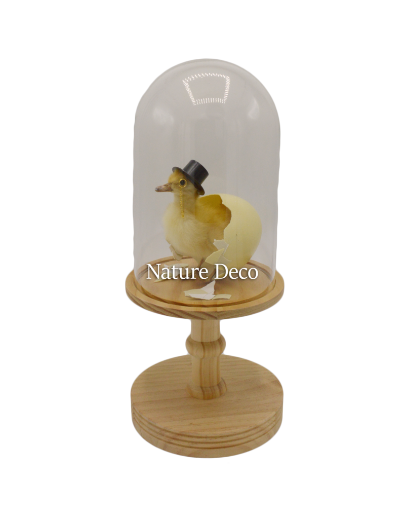 Nature Deco Mister Duck in a blank dome on a stand Ø17cm x 40cm