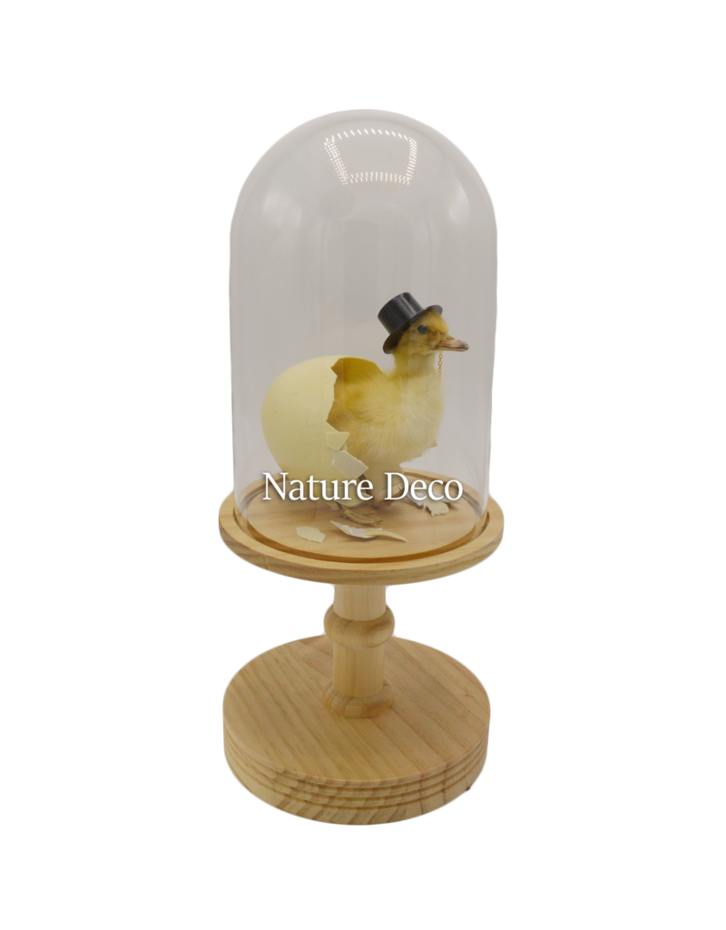 Nature Deco Mister Duck in a blank dome on a stand Ø17cm x 40cm