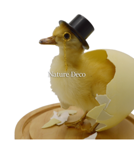 Nature Deco Meneer eend in blanco stolp op voet