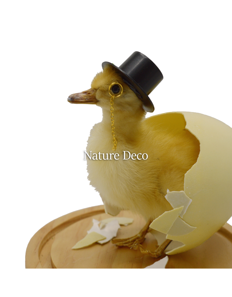 Nature Deco Meneer eend in blanco stolp op voet Ø17cm x 40cm