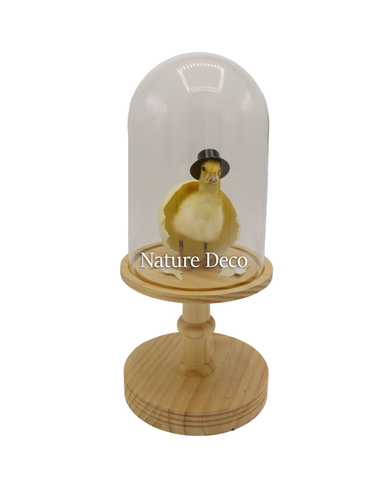 Nature Deco Mister Duck in a blank dome on a stand Ø17cm x 40cm