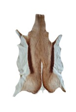 . African springbok antelope skin 1