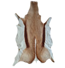. African springbok antelope skin 1