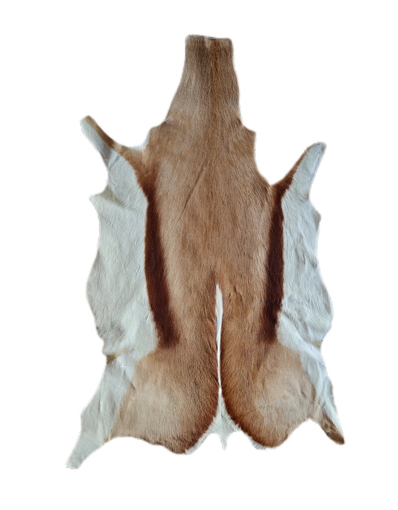 . African springbok antelope skin 1
