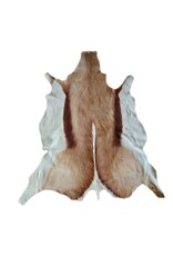 . African springbok antelope skin 1