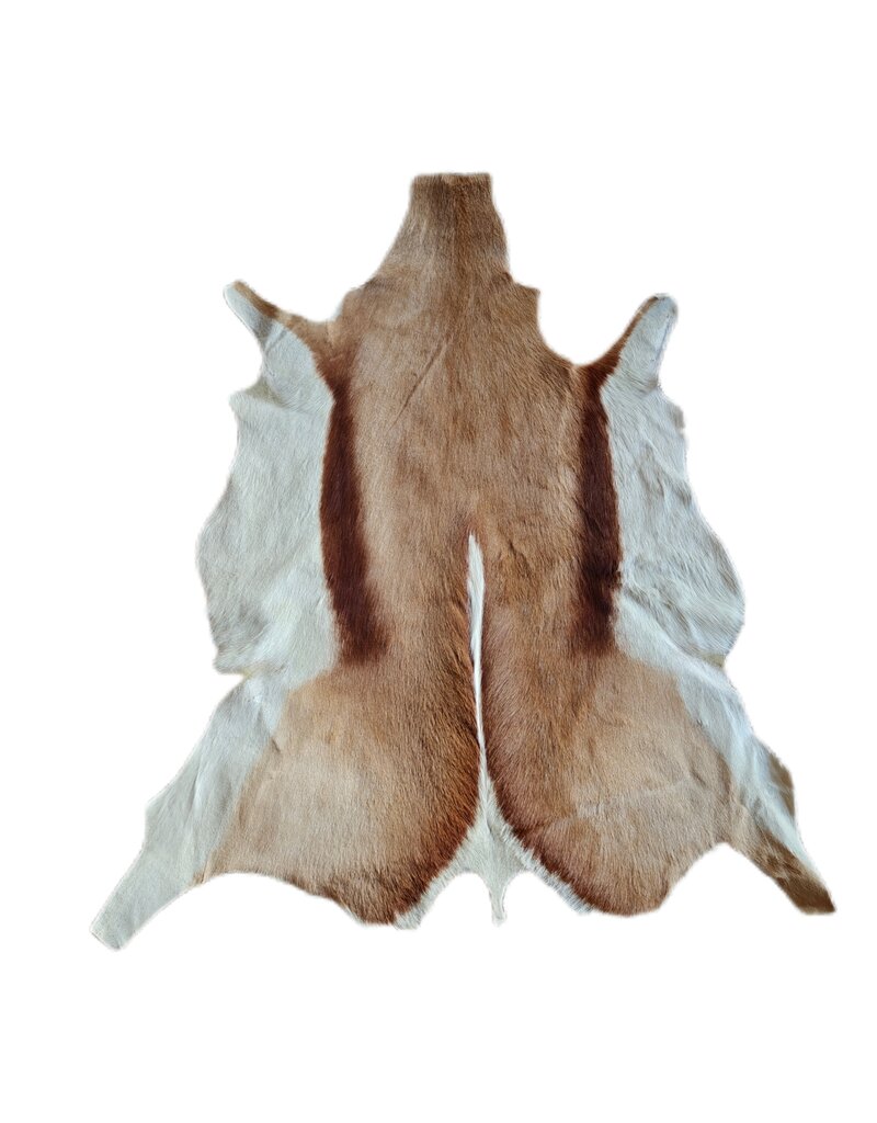 . African springbok antelope skin 1