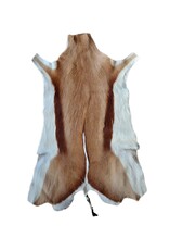 . African springbok antelope skin 2