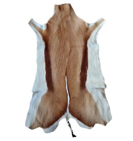 . African springbok antelope skin 2