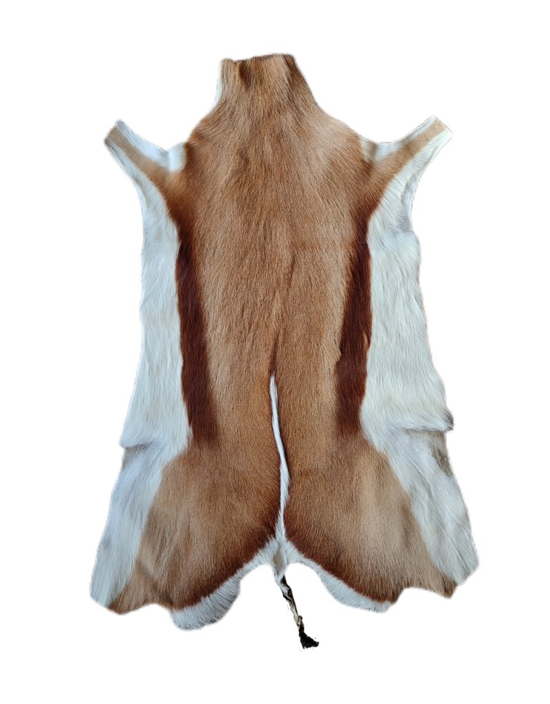 . African springbok antelope skin 2
