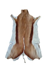 . African springbok antelope skin 2