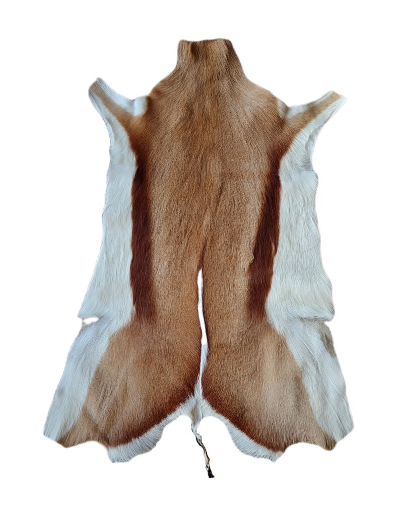 . African springbok antelope skin 2