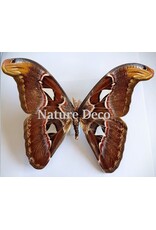 . Unmounted Attacus Atlas -voor dani